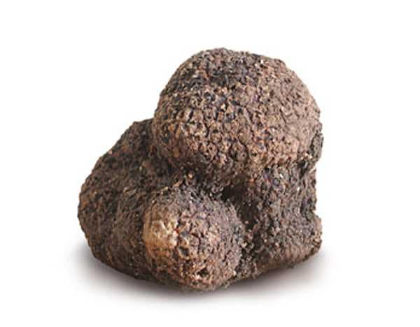 Black Truffle