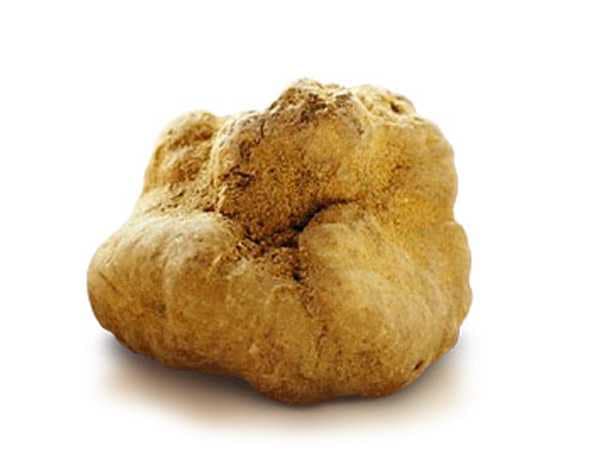 Spring White Truffle